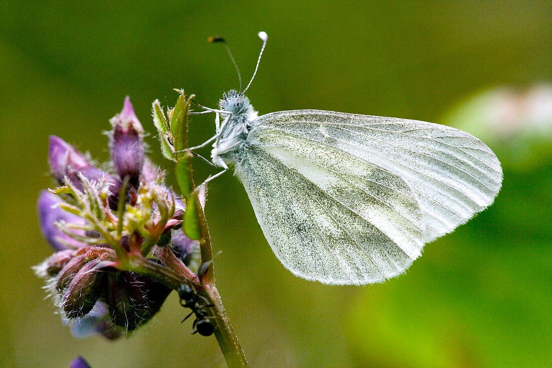 Wood white (Leptidea sinapis)