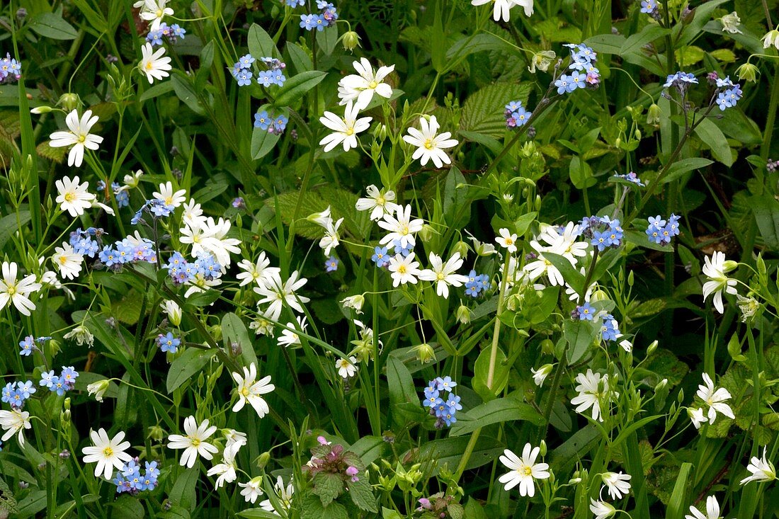 Woodland flowers in the Spring