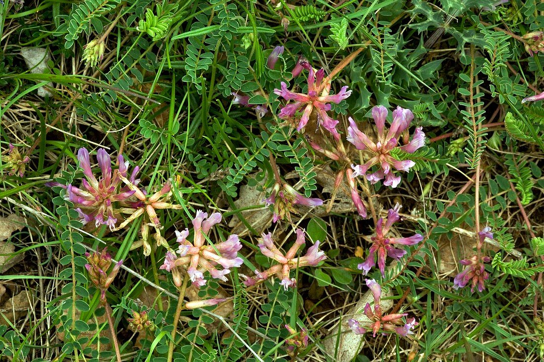 Astragalus monspessulanus