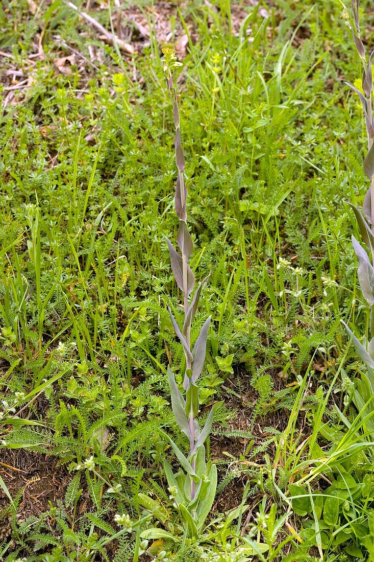 Tower mustard (Arabis glabra)