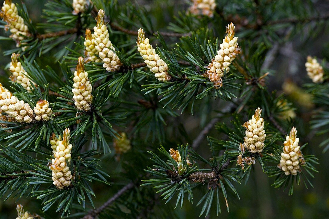 Scots Pine (Pinus sylvestris)