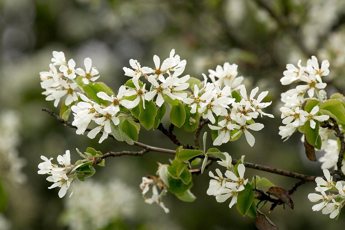 Snowy Mespilus (Amelanchier ovalis)