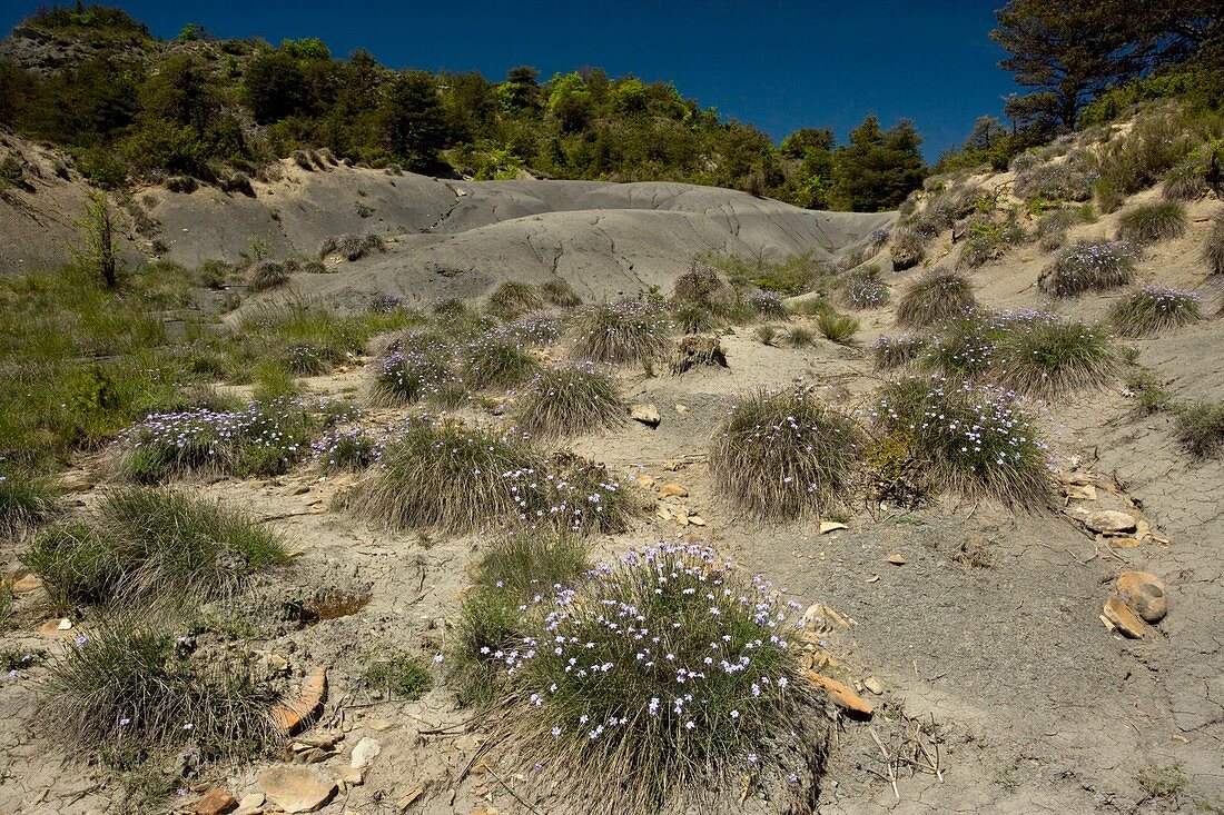 Aphyllanthes monspeliensis