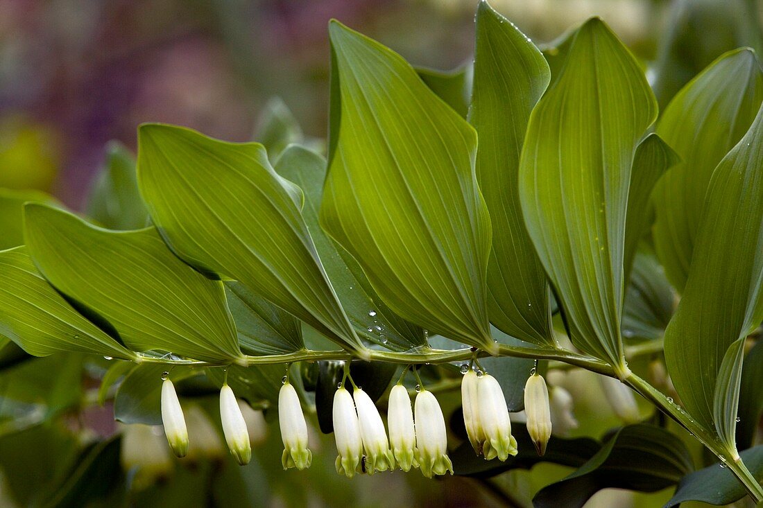 Solomon's Seal (Polygonatum odoratum)