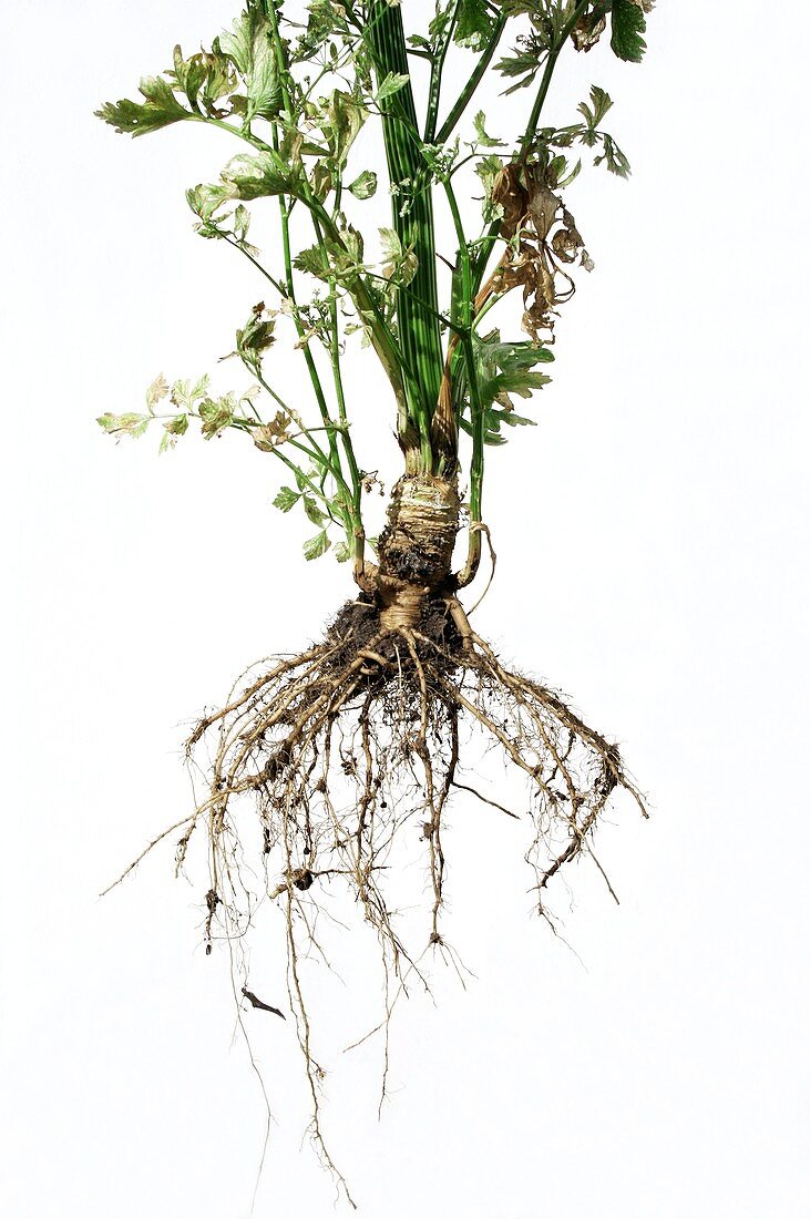 Celery plant and roots