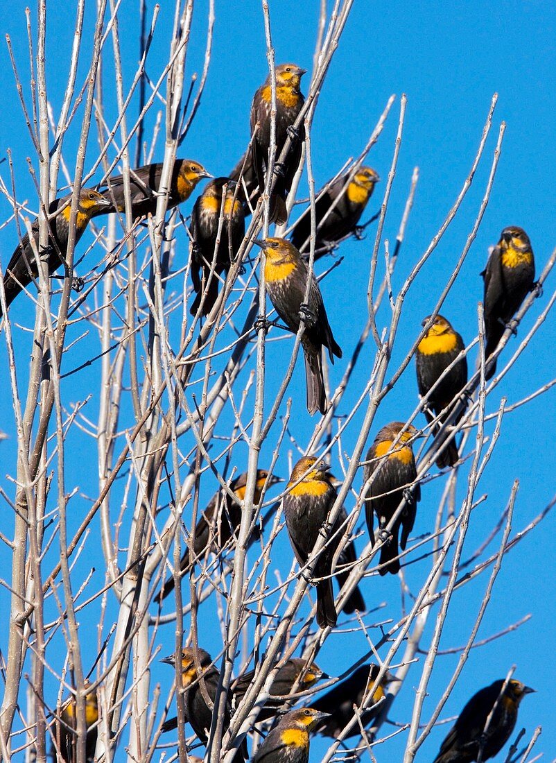 Flock of Yellow-headed blackbirds