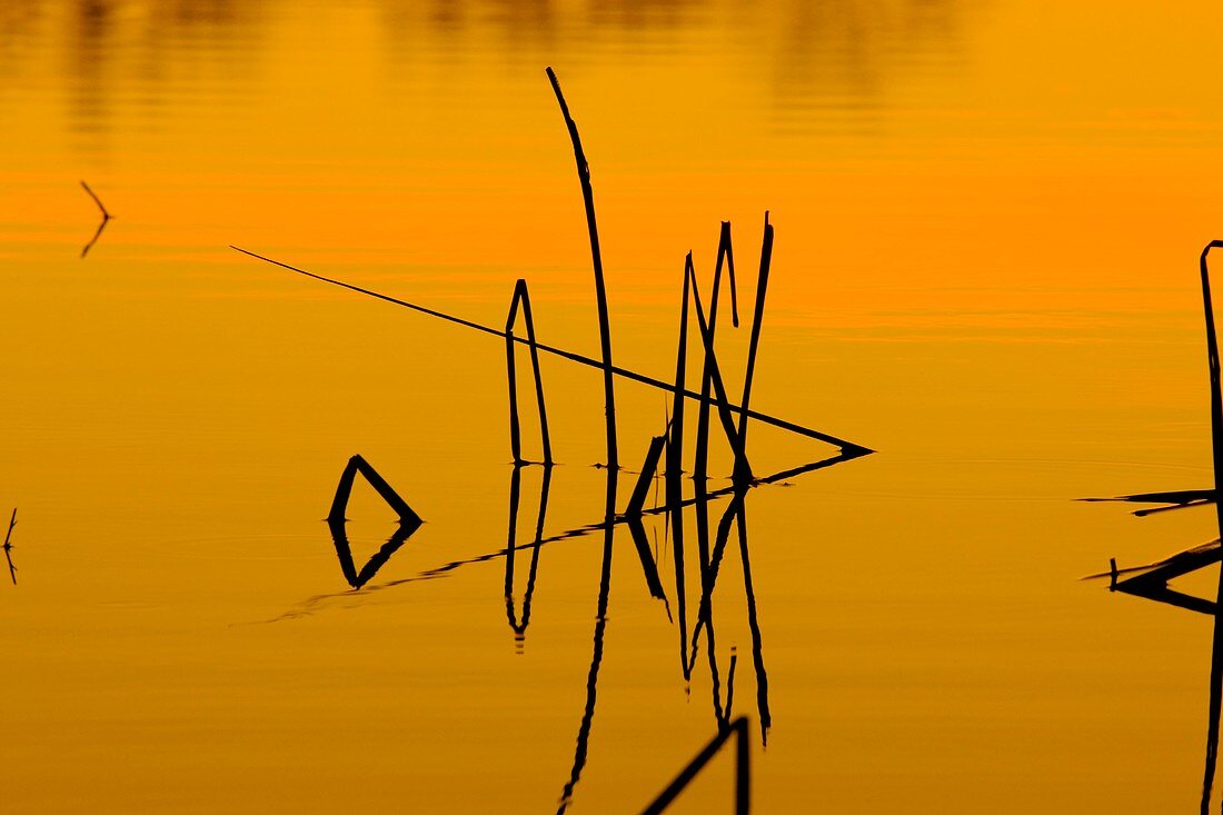 Reeds in a lake at sunset