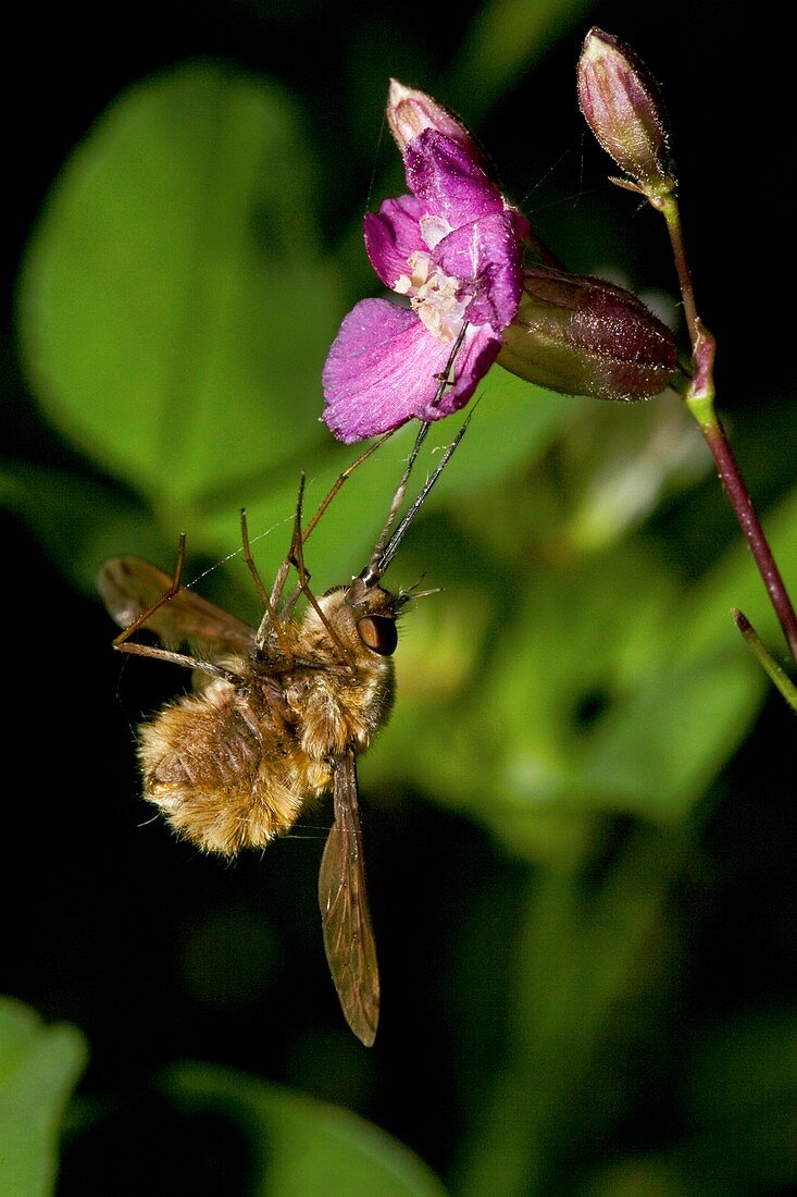 A caught Bee-fly