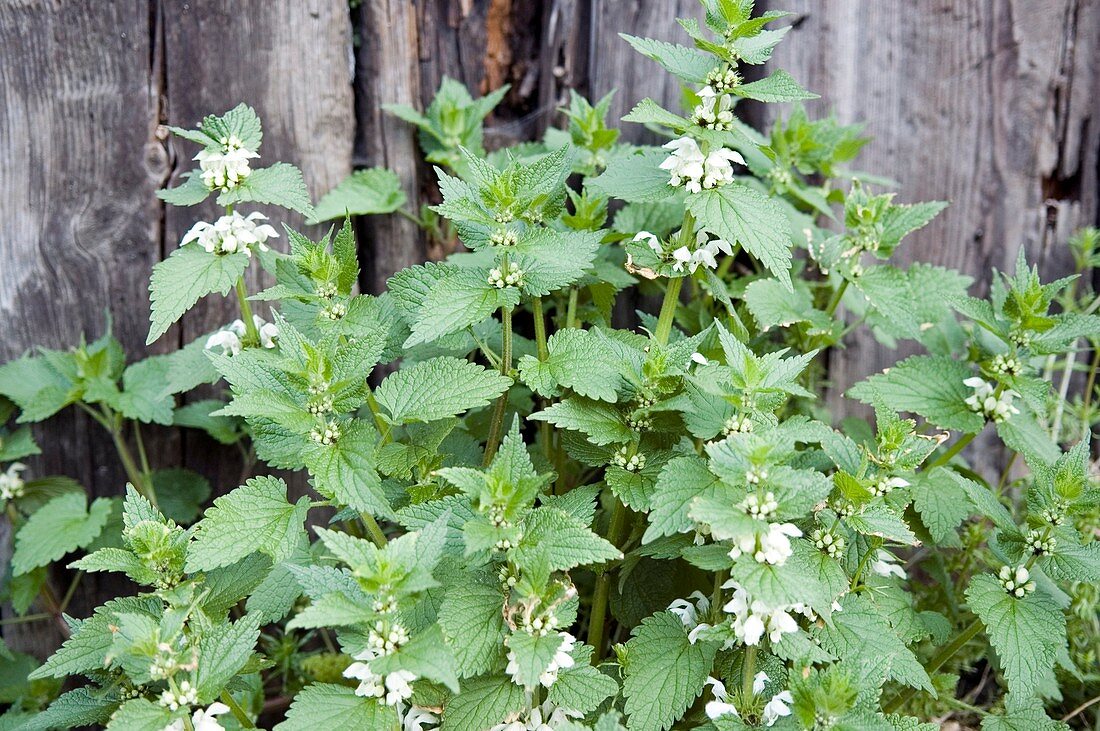 Stinging nettle (Uritica dioica)