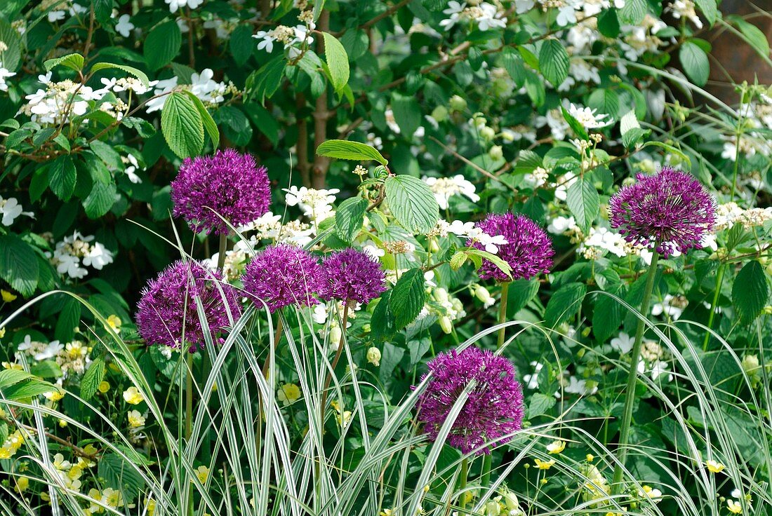 Alliums and Hydrangea mariesii