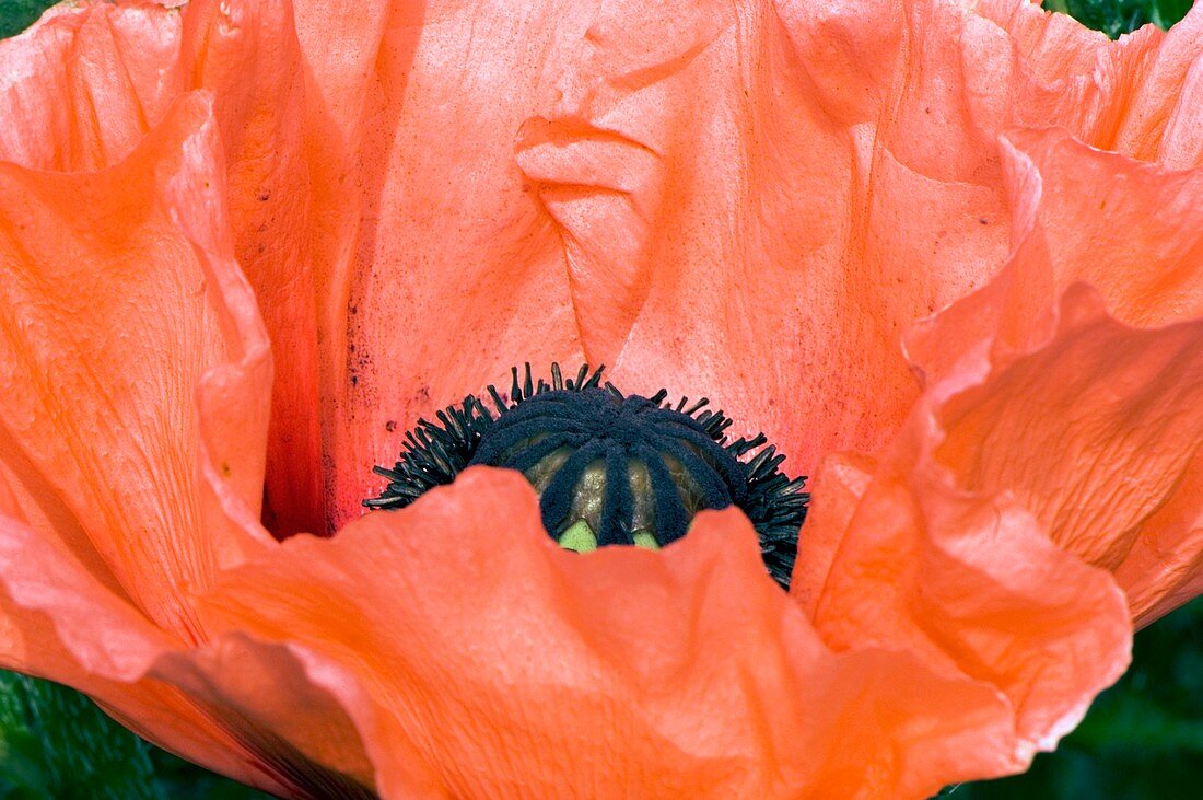 Papaver orientale 'Queen Alexandra'