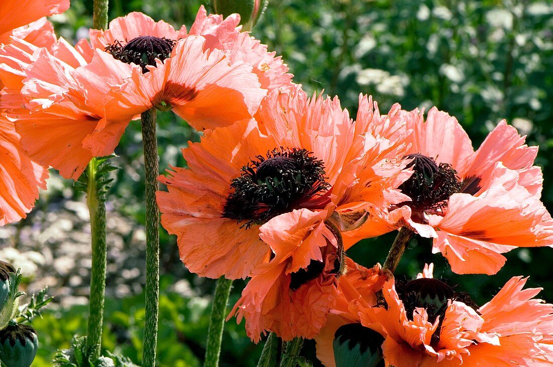 Papaver orientale 'Pink Ruffles'