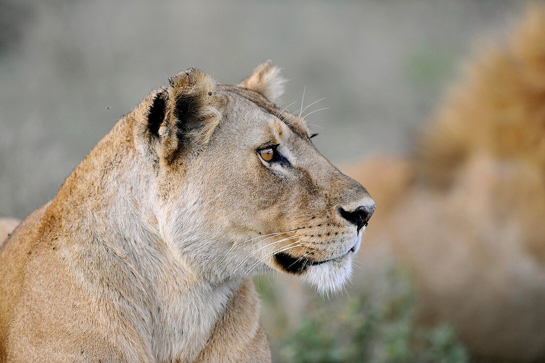 African lioness