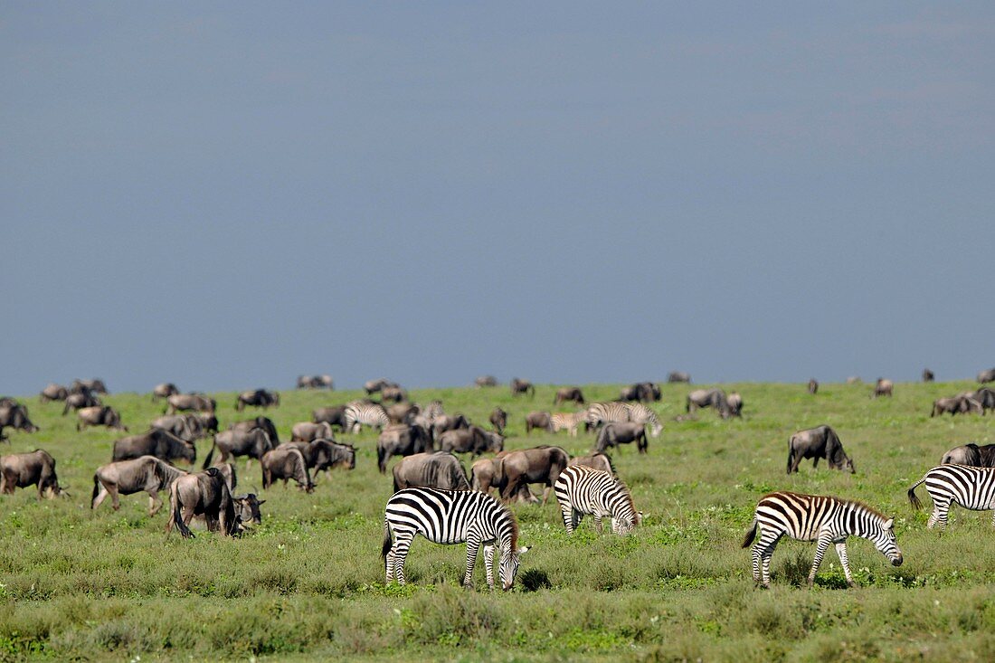 Plains zebra and wildebeest,Tanzania