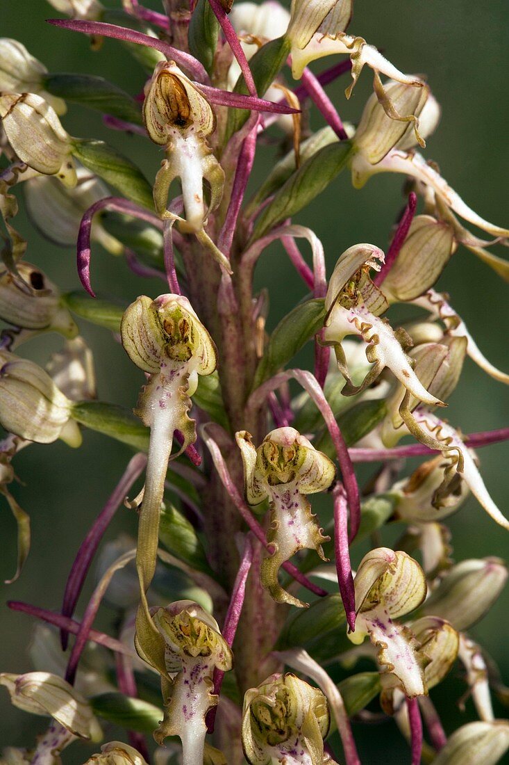 Orchid (Himantoglossum hircynum)