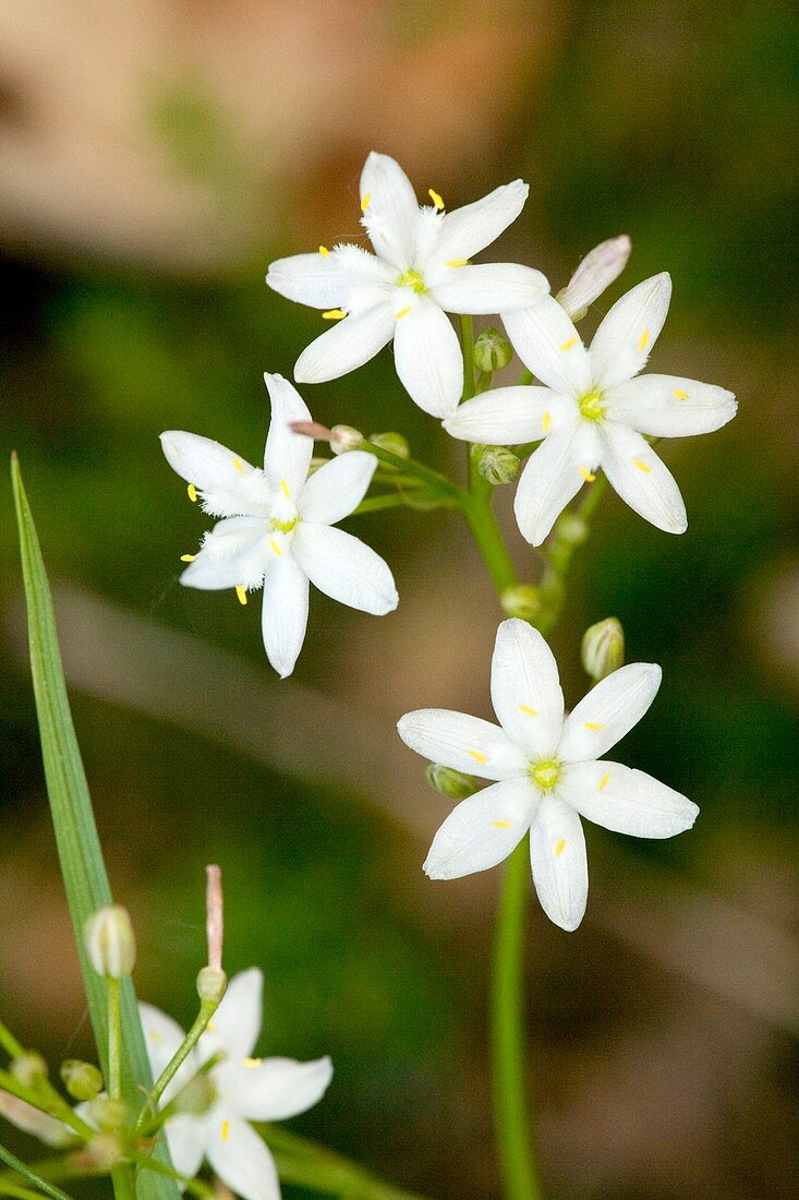 Kerry Lily (Simethis planifolia)