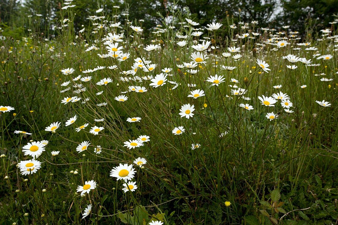 Oxeye daisy (Anthemum vulgare)