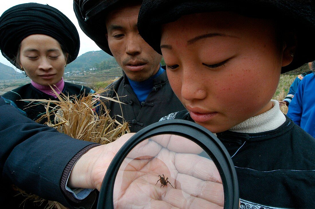 Spiders as biological pest control,China