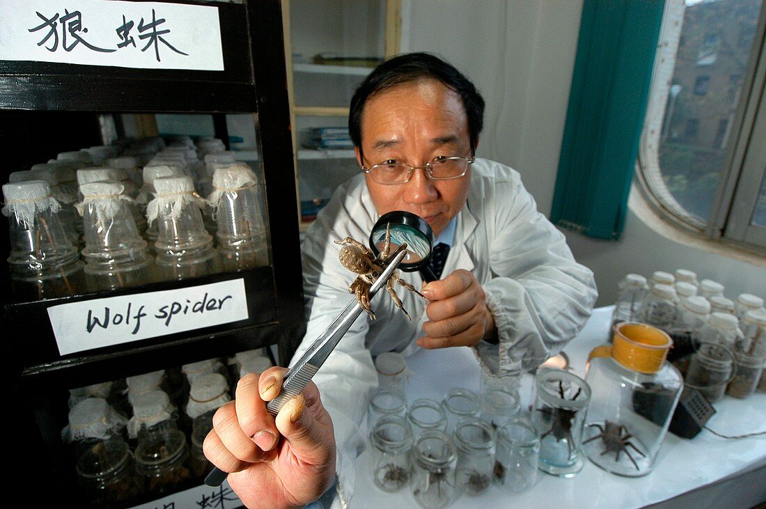Spiders as biological pest control,China
