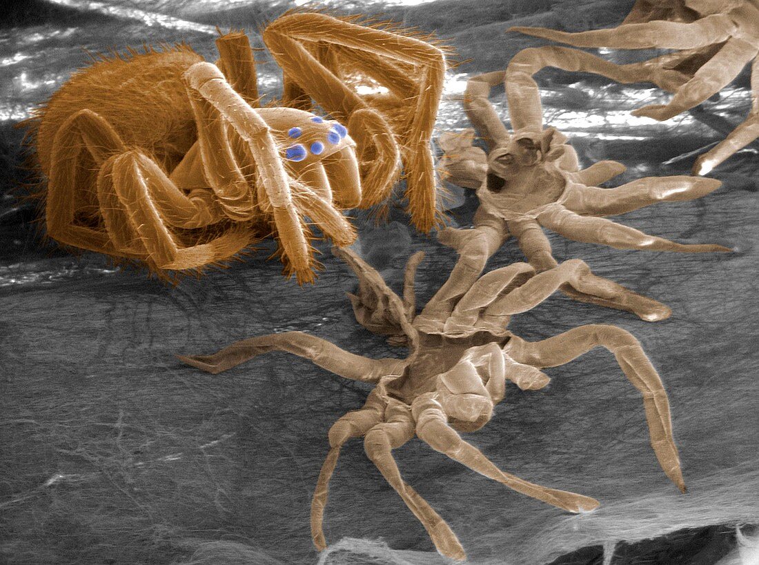 Spider and moulted exoskeletons,ESEM