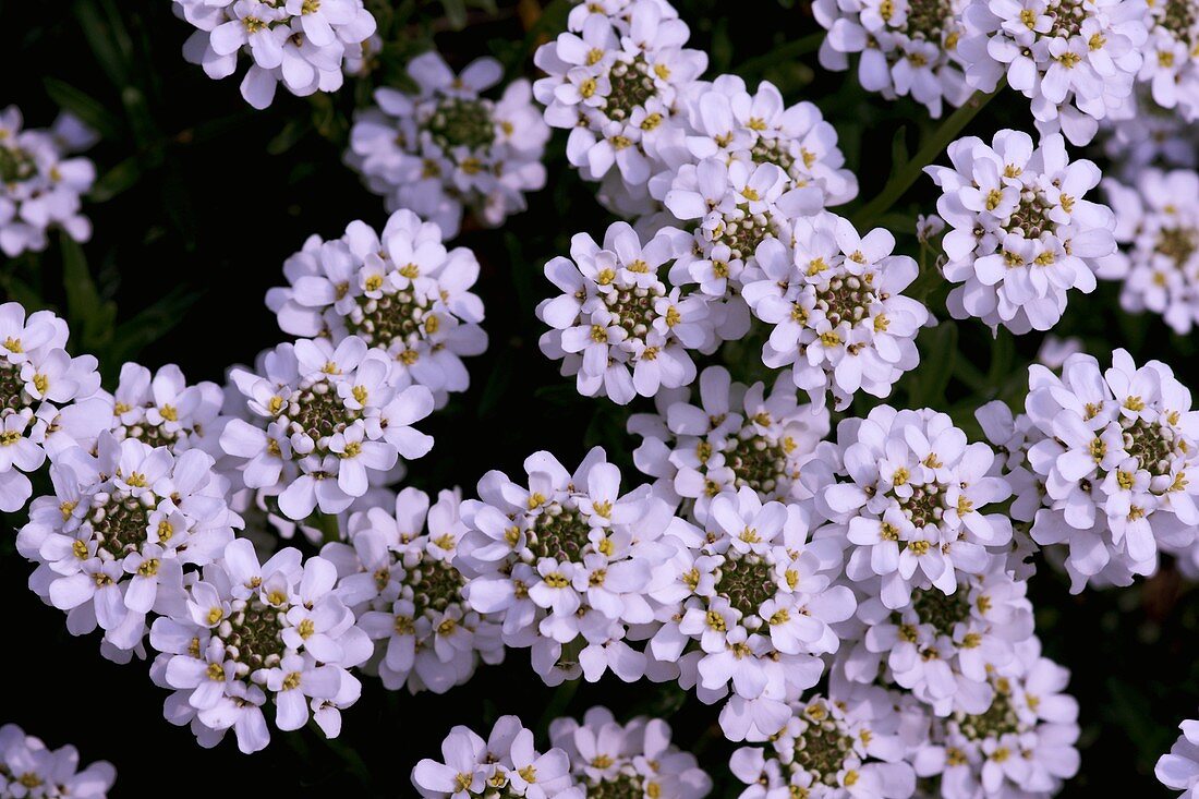 Candytuft (Iberis sempervirens)