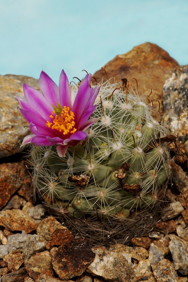 Mammillaria boolii