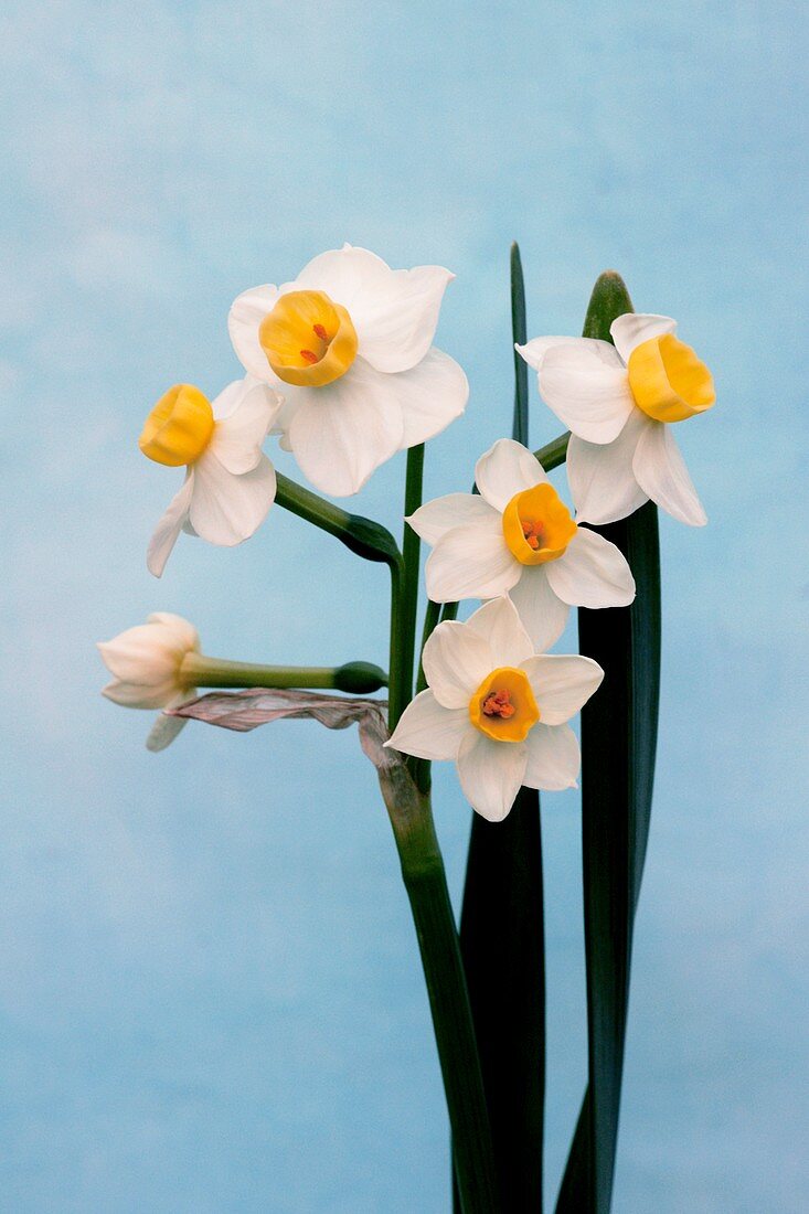 Daffodil (Narcissus 'Avalanche')