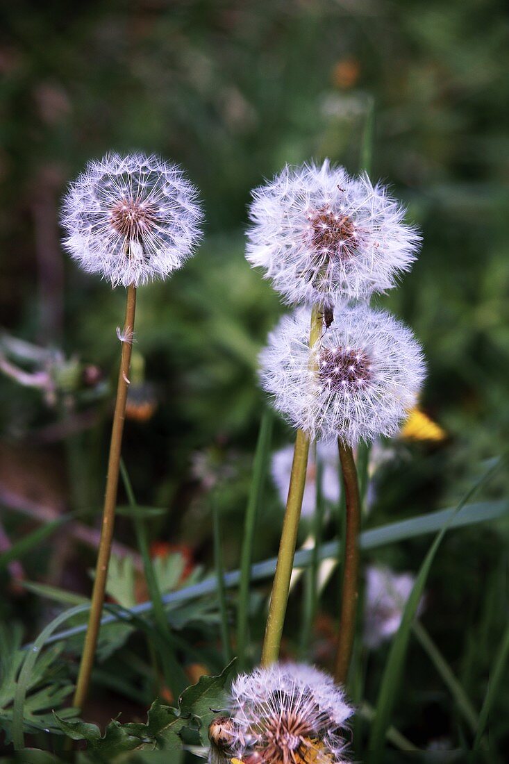 Dandelions (Taraxacum vulgaris)