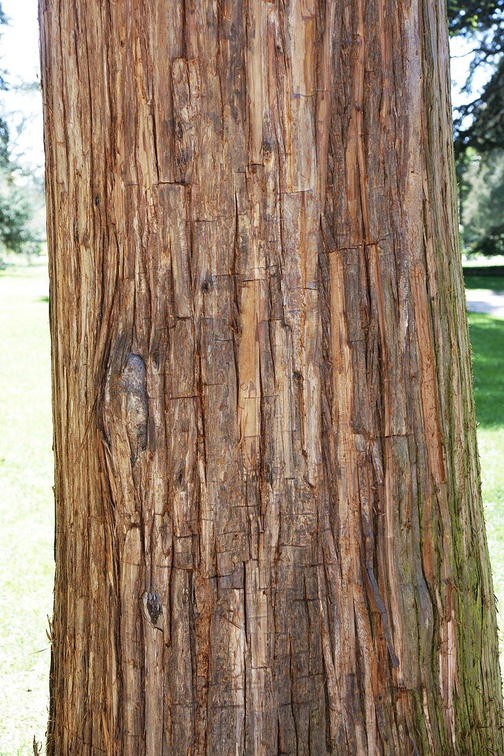 White Cedar (Thuja occidentalis)