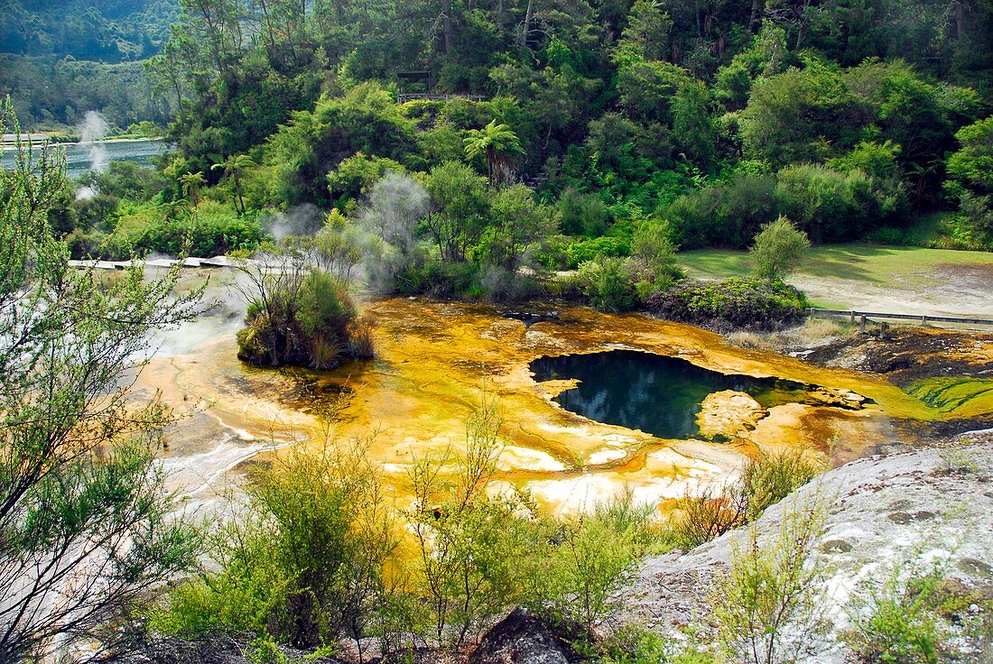 Geothermal pool,New Zealand