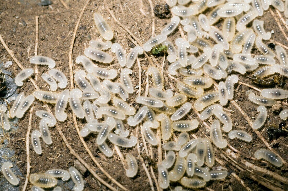 Ant larvae