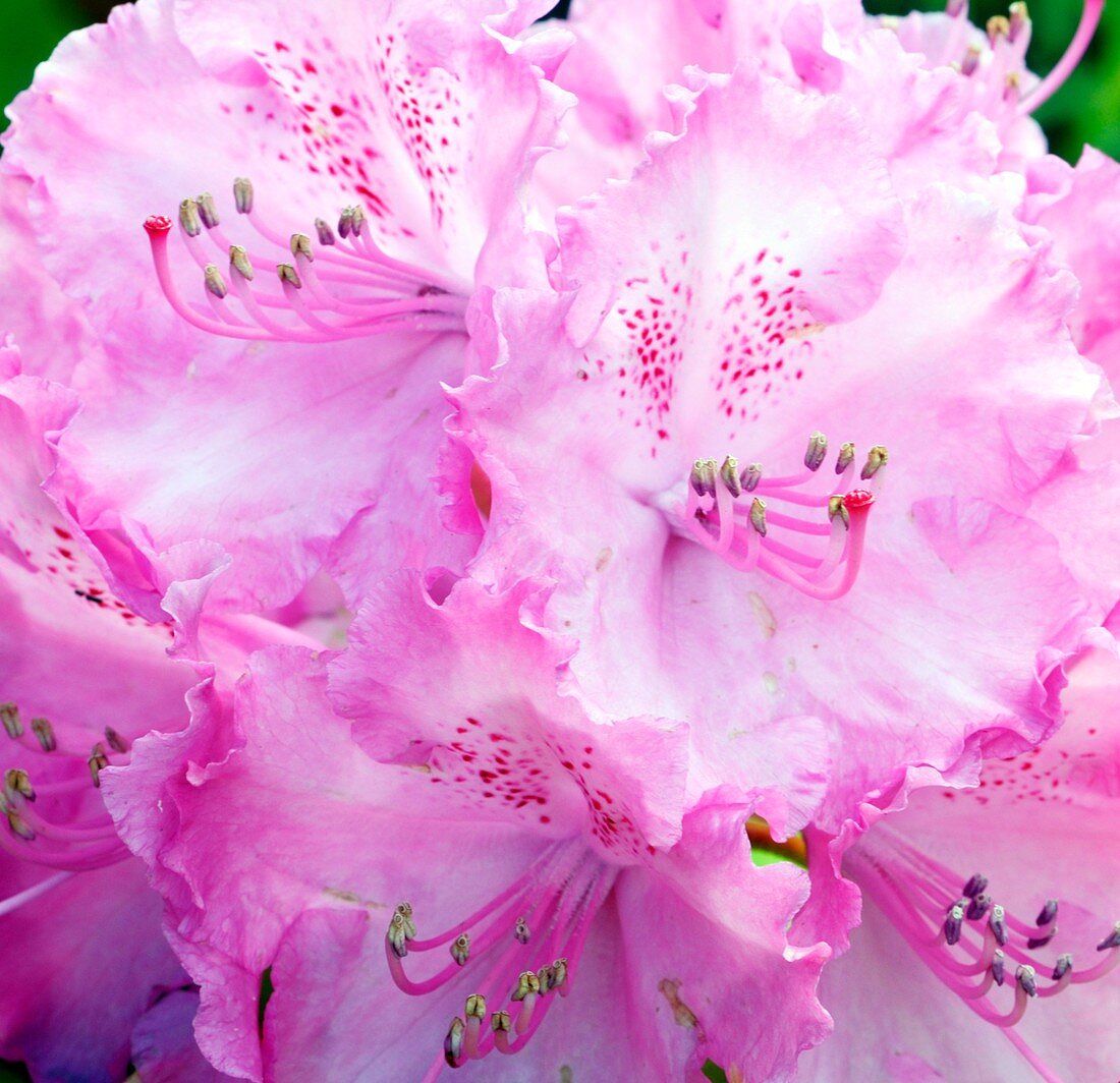Rhododendron 'Germania'