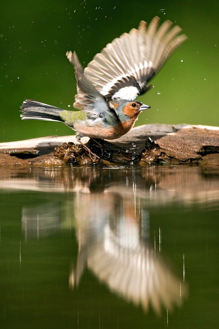Male Chaffinch bathing