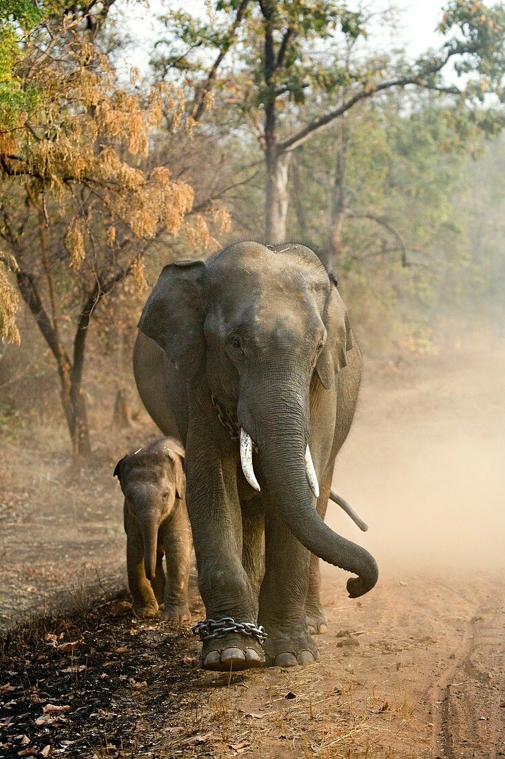 Working Indian Elephants