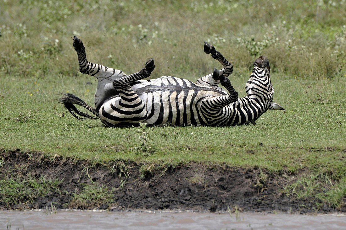 Plains zebra,Tanzania