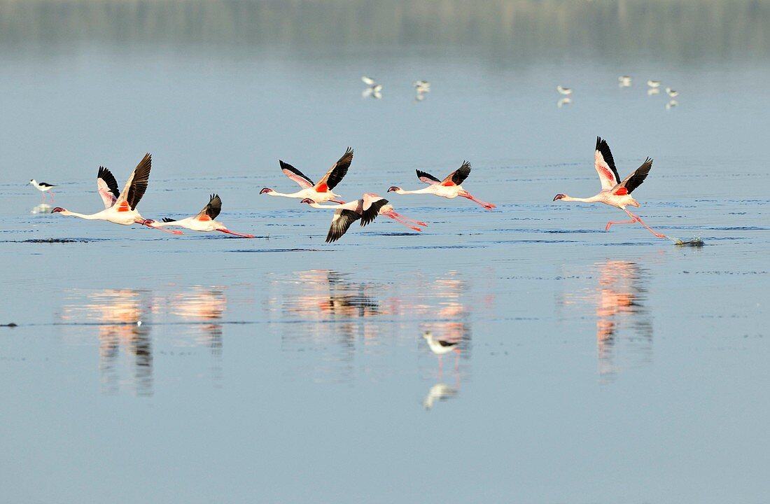 Lesser flamingos flying over water