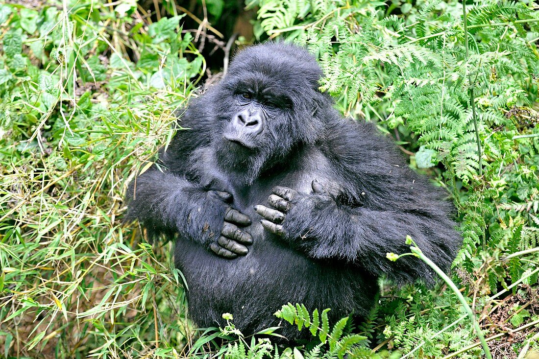 Male mountain gorilla