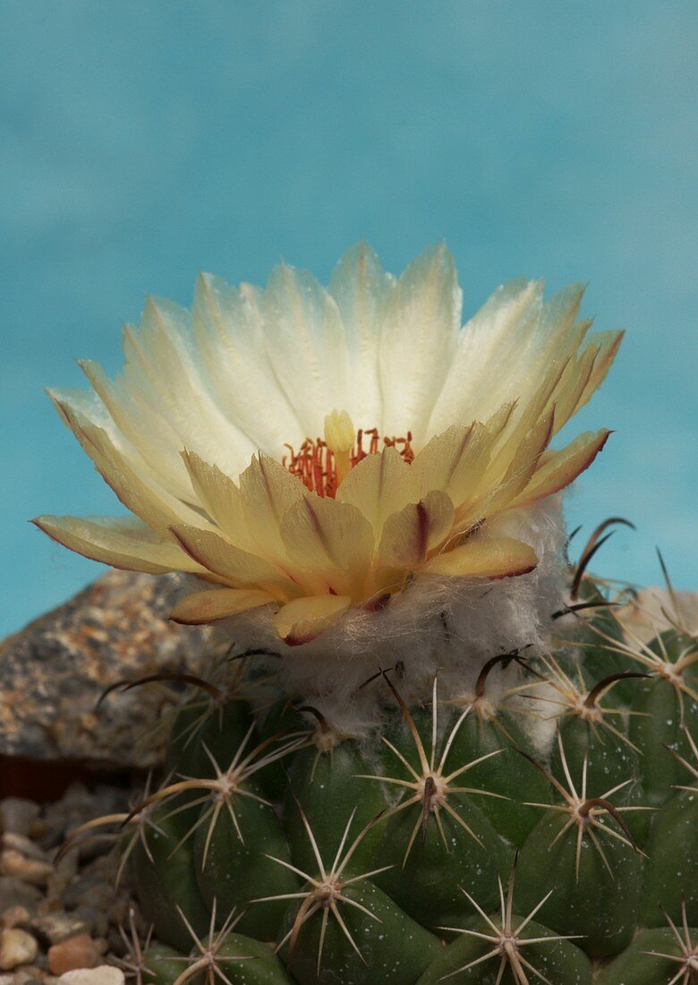 Coryphantha caupensis