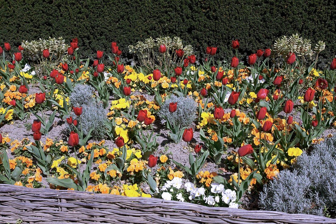 Mixed flowerbed in Spring