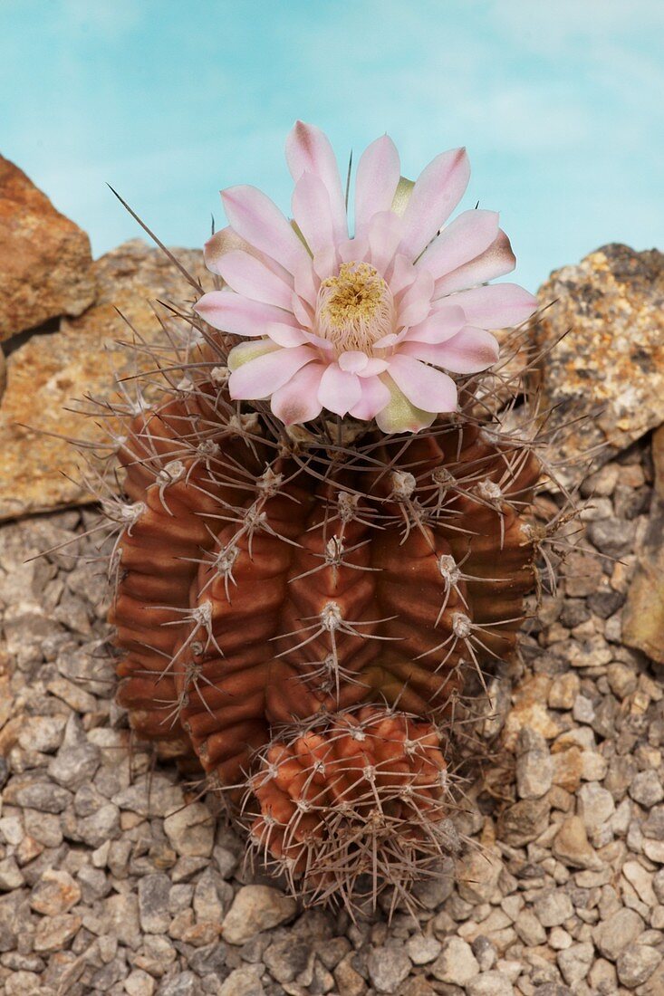 Gymnocalycium mihanovichii