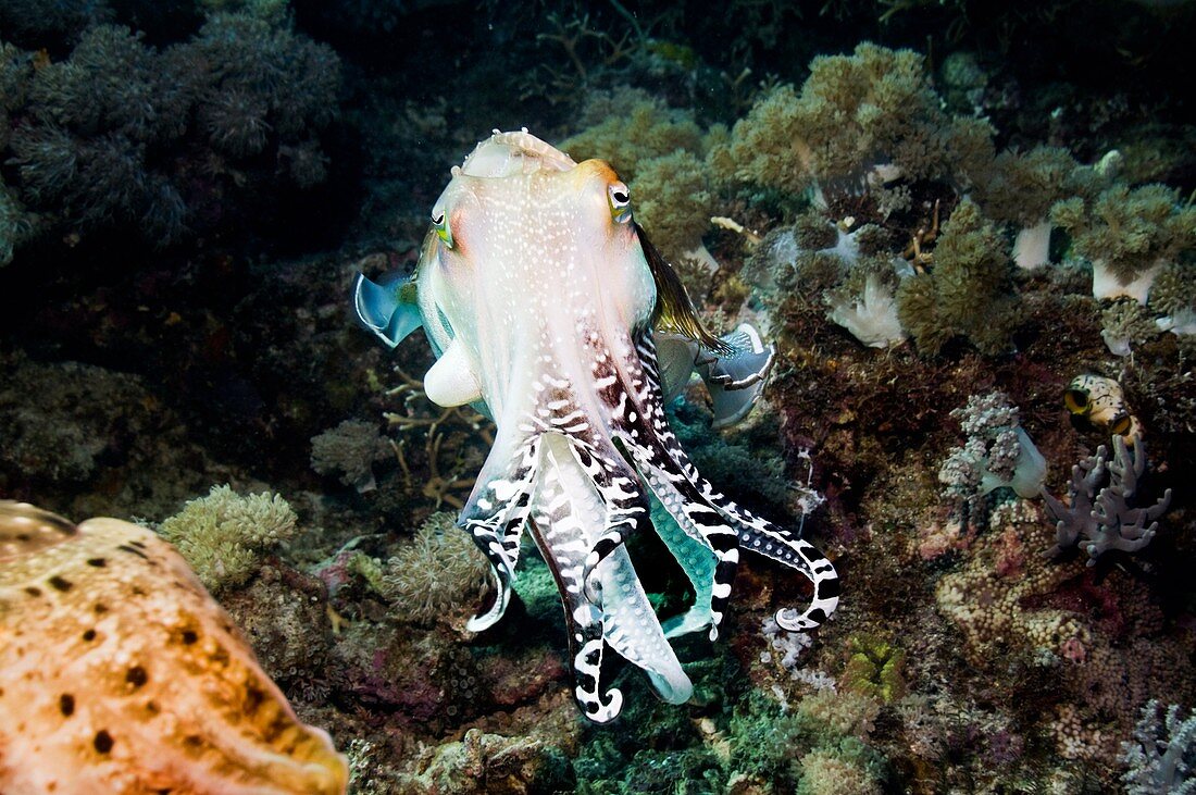 Broadclub cuttlefish male