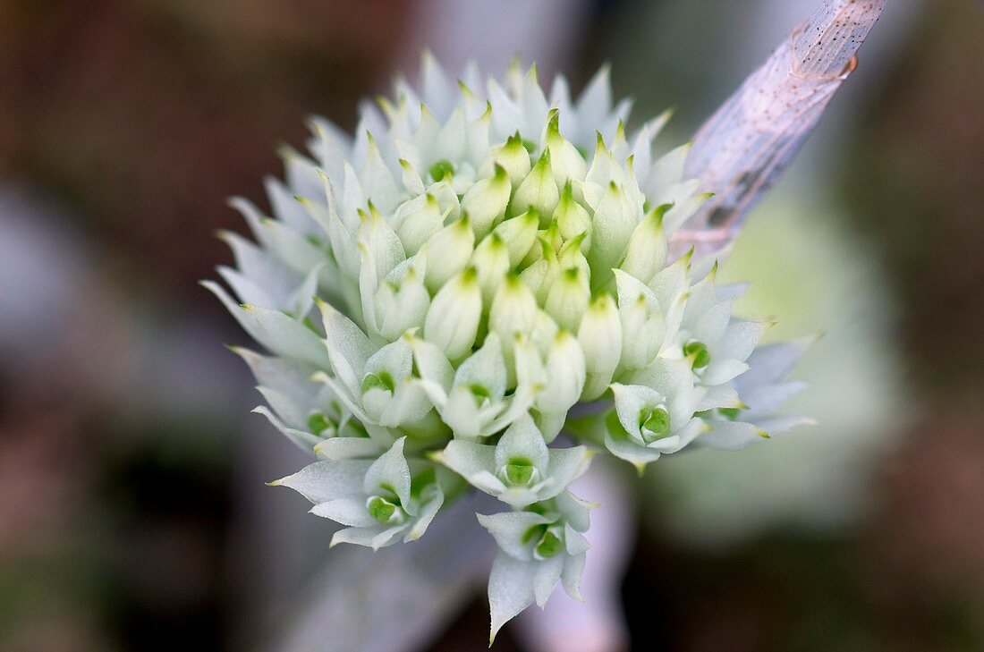 Dendrobium capituliflorum Rolfe