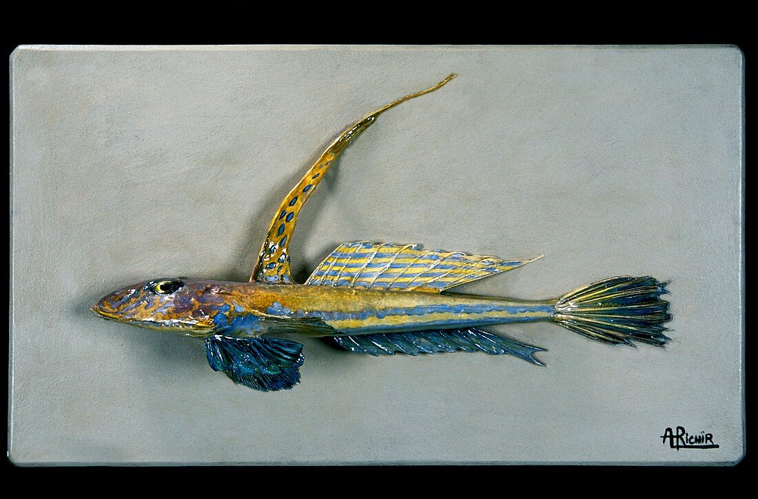 Historical model of a fish