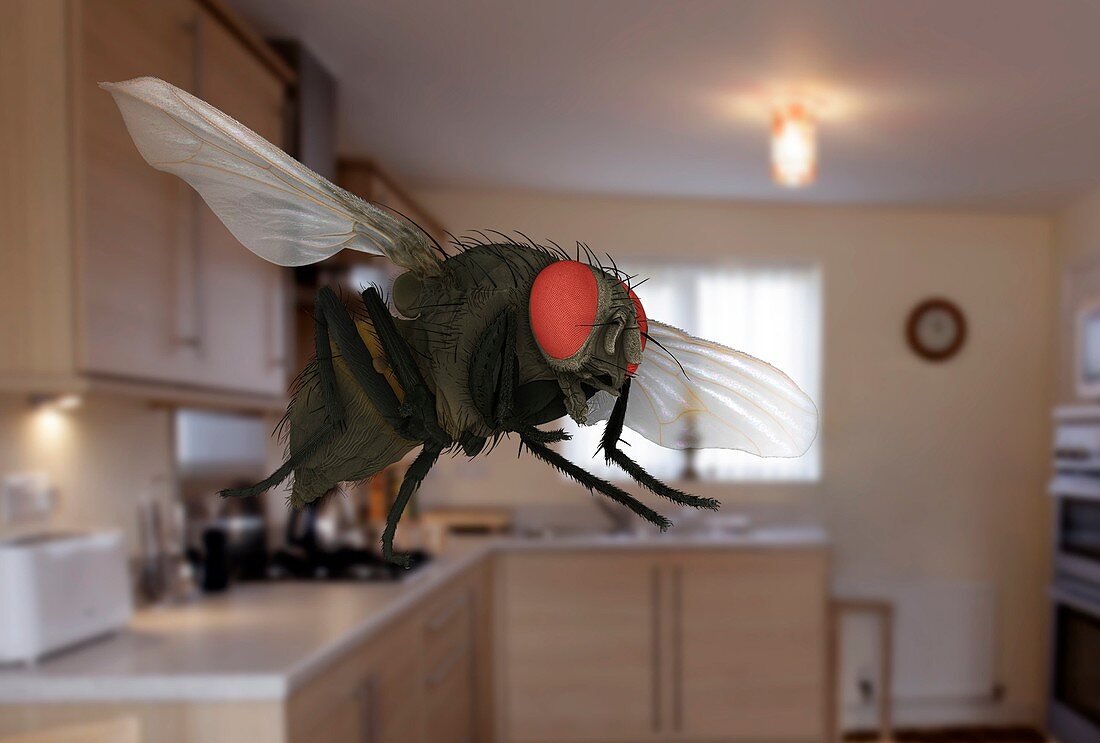 Male lesser housefly in flight,SEM