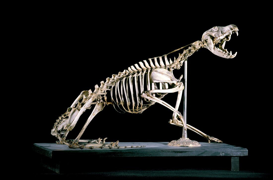 19th century fox skeleton