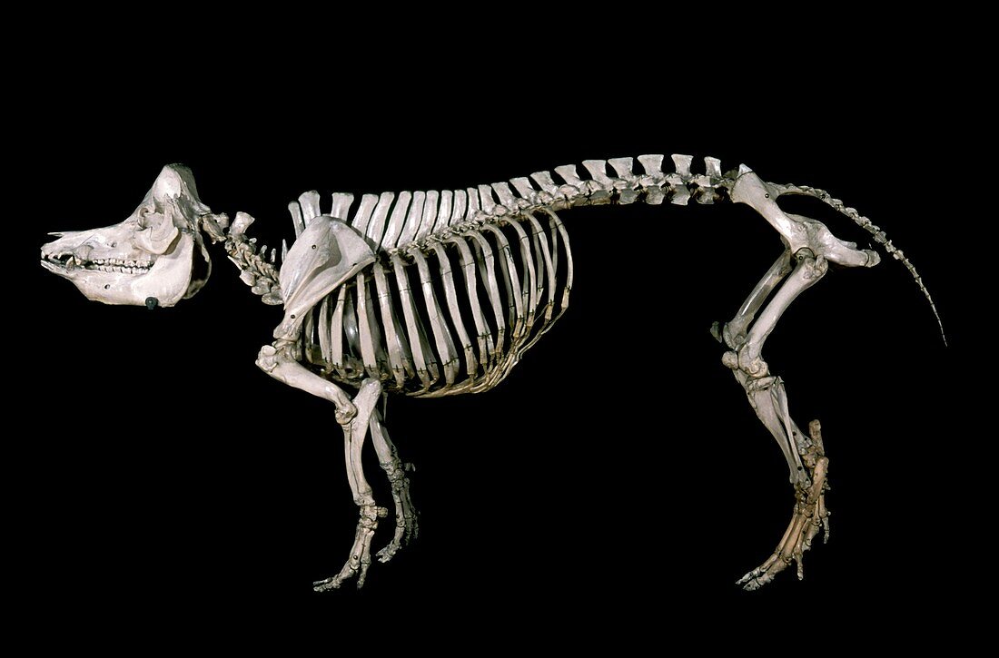 19th century wild boar skeleton