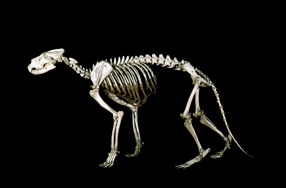 19th century lion skeleton