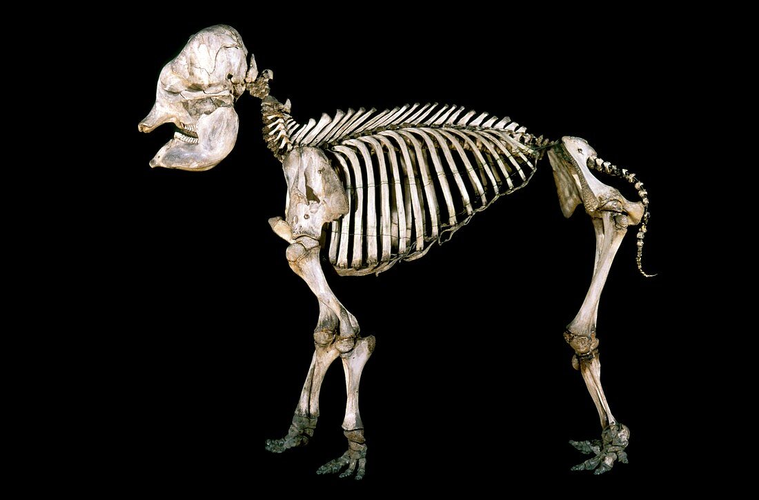 19th century elephant calf skeleton