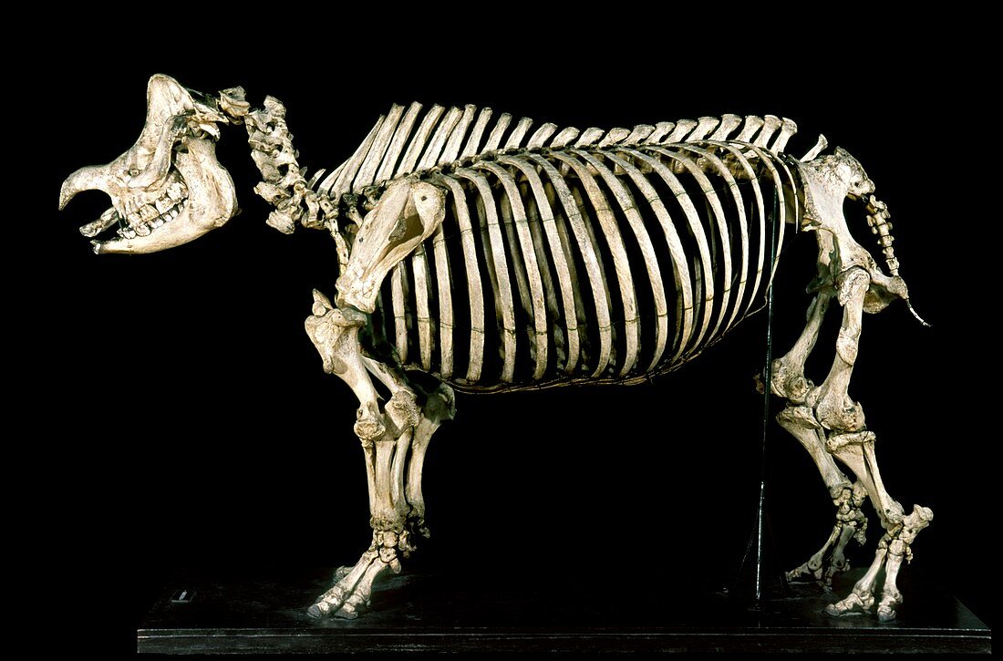 19th century rhinoceros skeleton