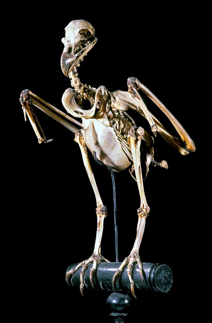 19th century buzzard skeleton
